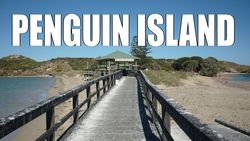 Penguin Island