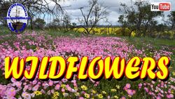 Wildflowers