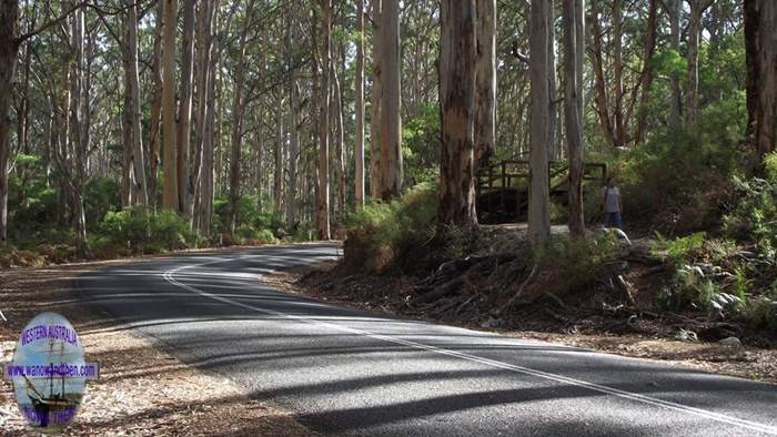 Karri forest