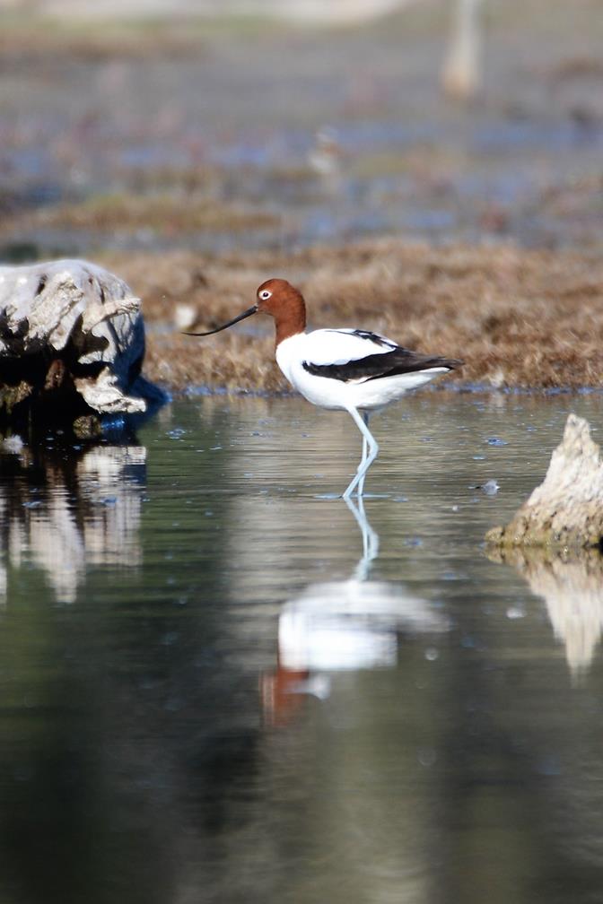 Avocet-red-necked-C-Paul-Coppins.JPG