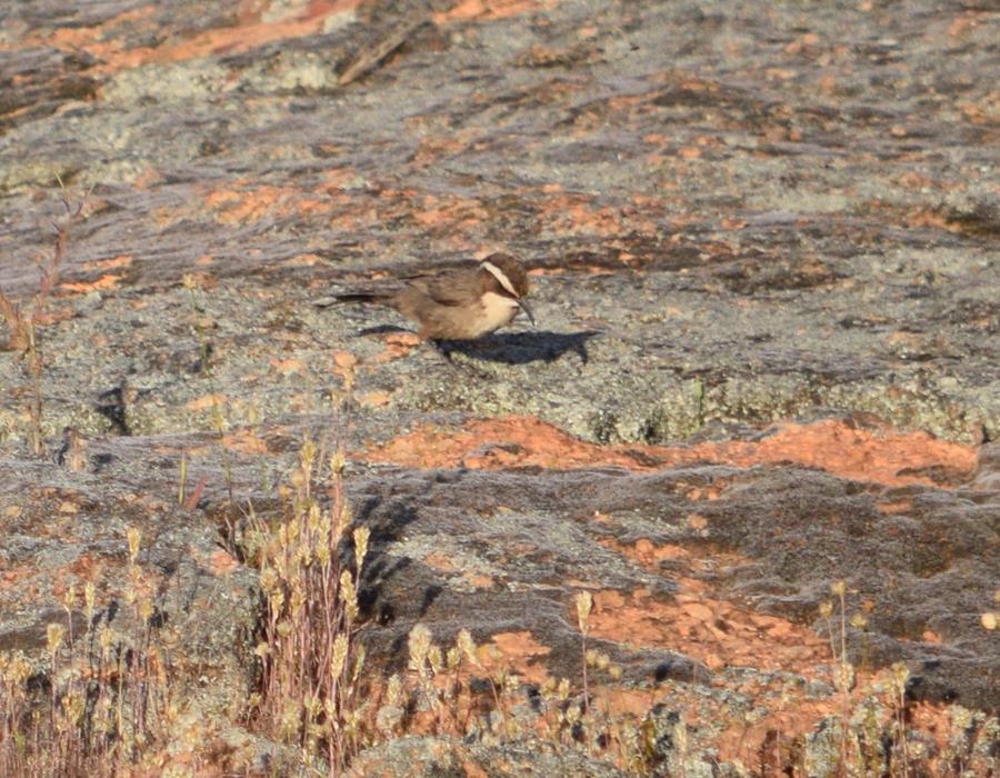 Babbler-white-browed-2016-MD-032.JPG