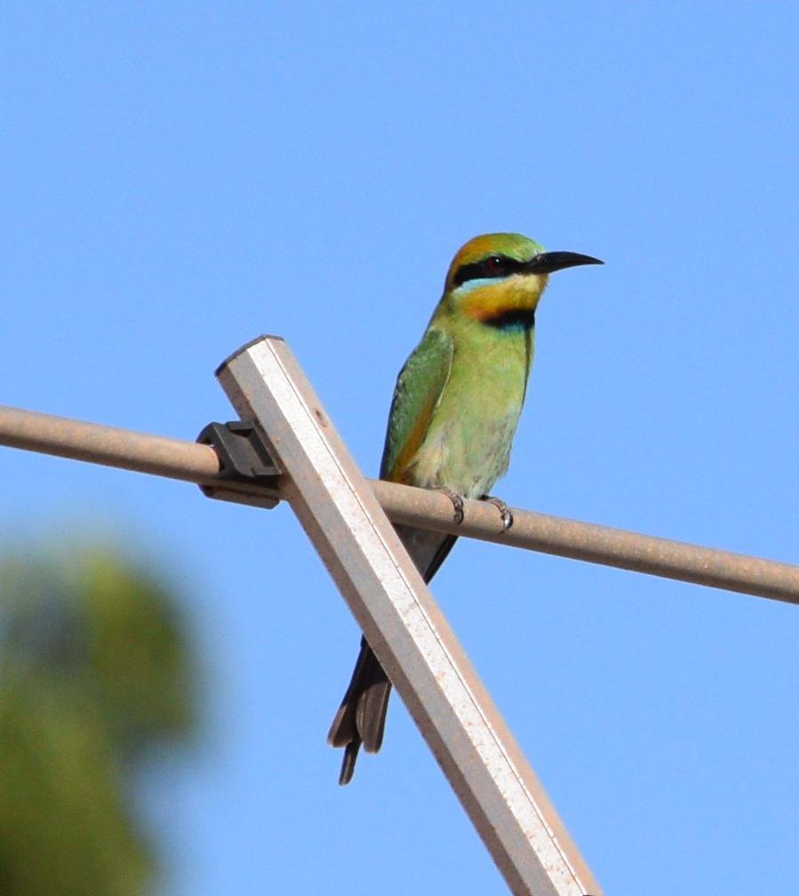 Bee-eater-rainbow-0001o.JPG