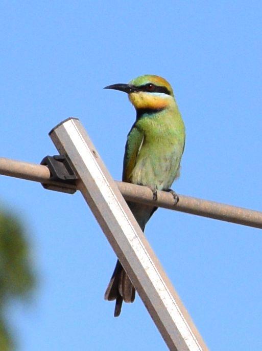 Bee-eater-rainbow-0002o.JPG