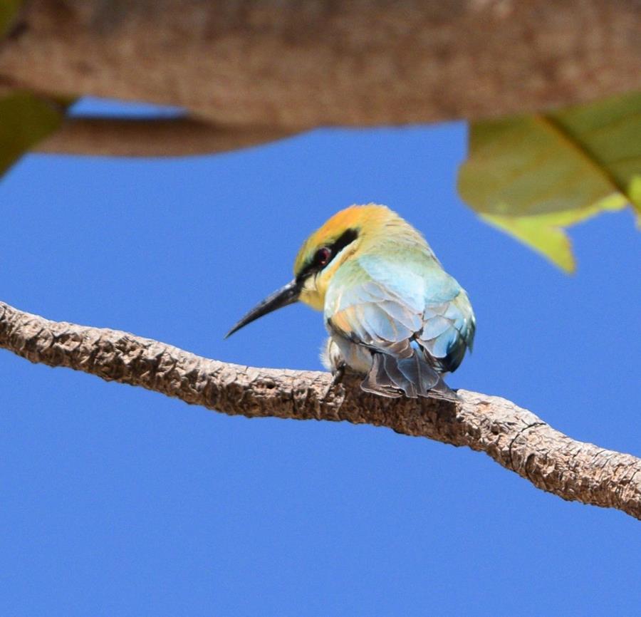 Birds of Western Australia