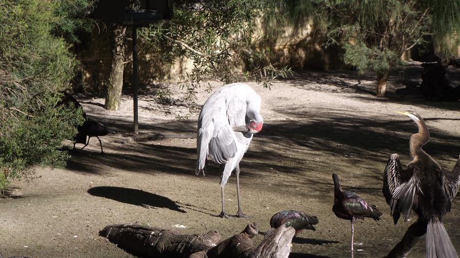 Brolga3.JPG