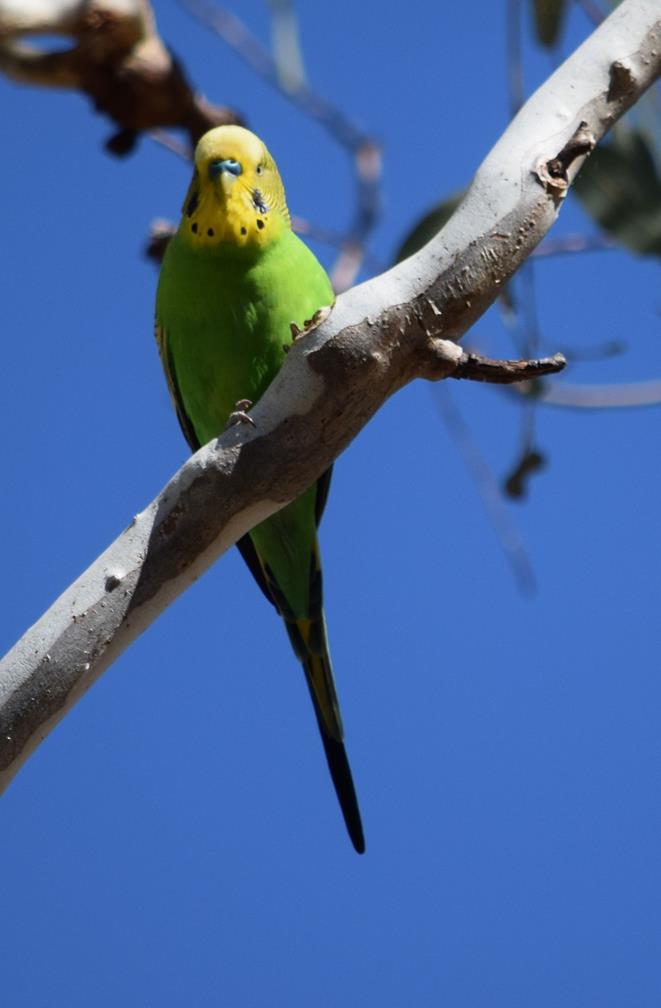 Budgeriegar-005.JPG