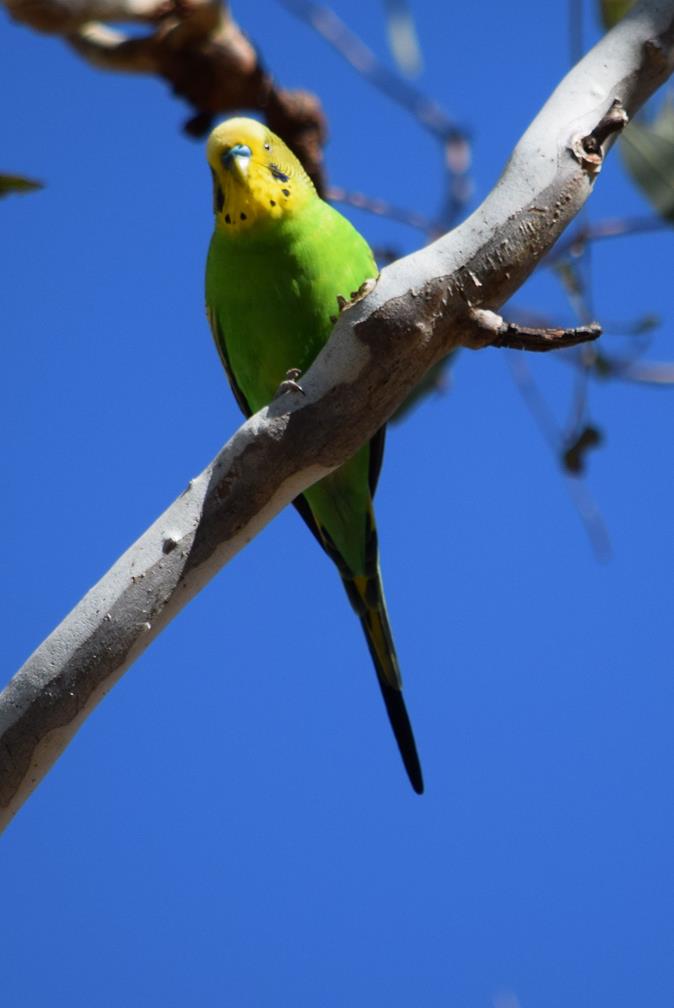 Budgeriegar-007.JPG