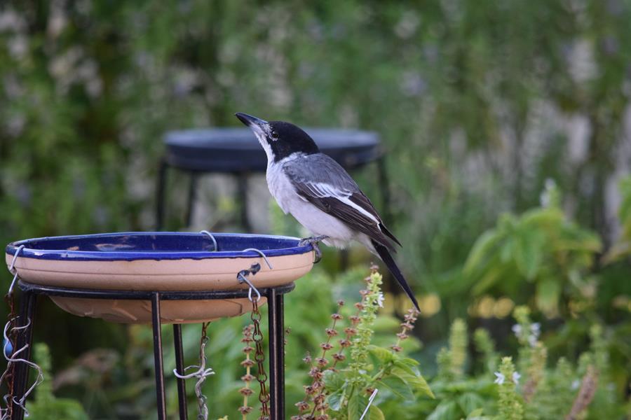 Butcherbird-grey-0004.JPG