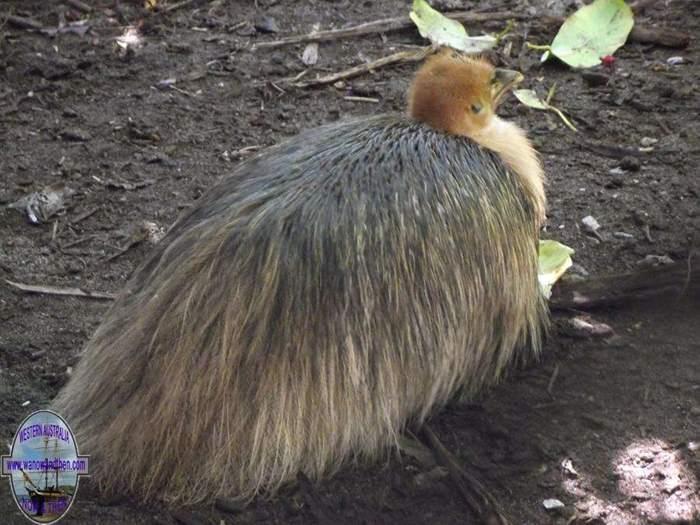 Cassowary-chick-001.JPG