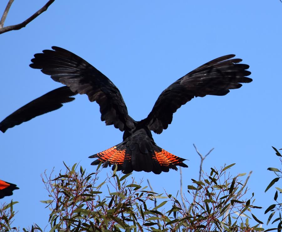 Cockatoo-red-tailed-0001.JPG