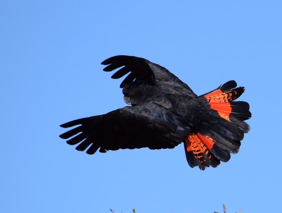 Cockatoo-red-tailed-0002.JPG