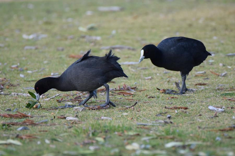 Coot-Eurasian-0002c.JPG