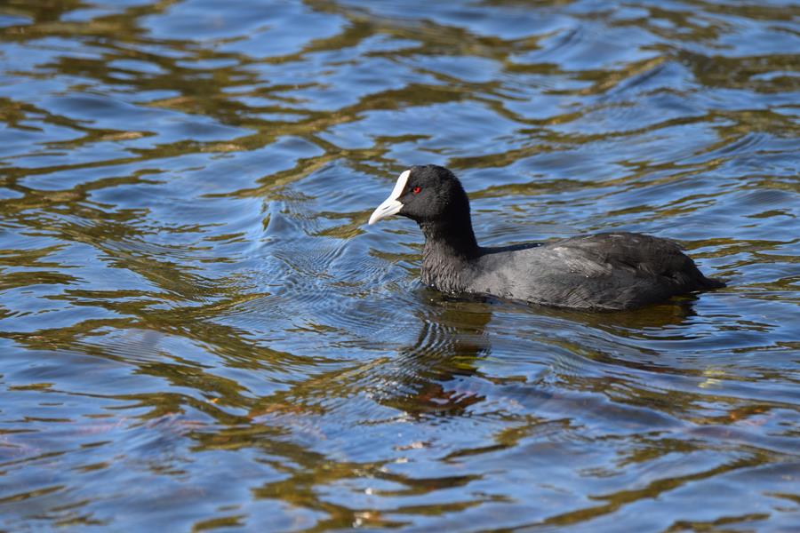 Coot-eurasian-0002.JPG