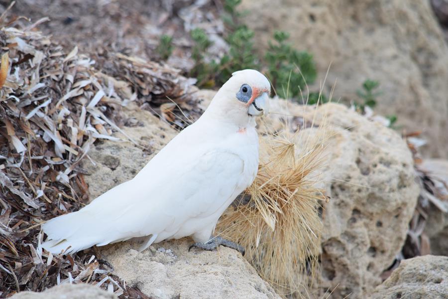 Corella-0001f.JPG