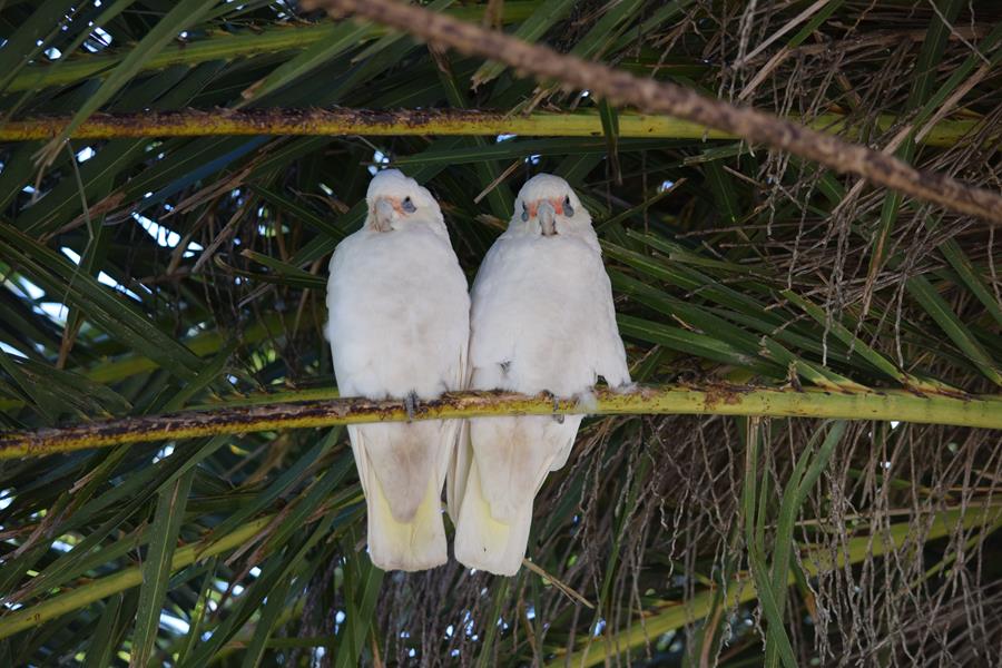 Corella-0002.JPG