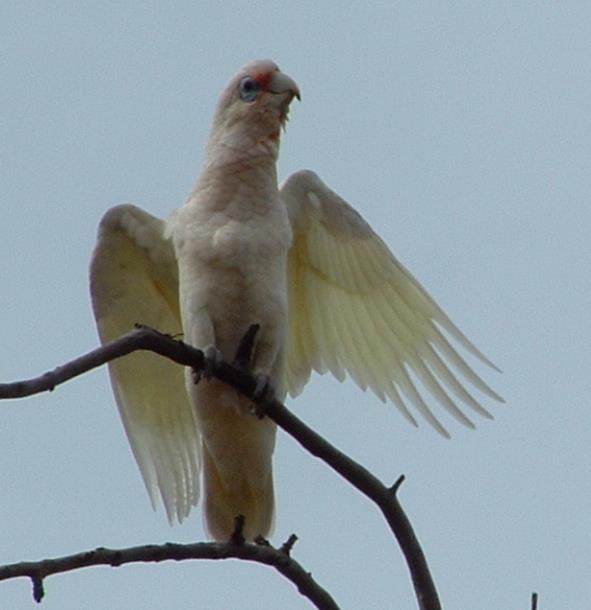 Corella-03.JPG