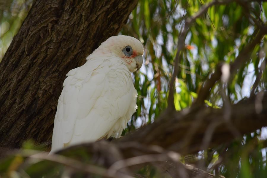 Corella-07-002.JPG