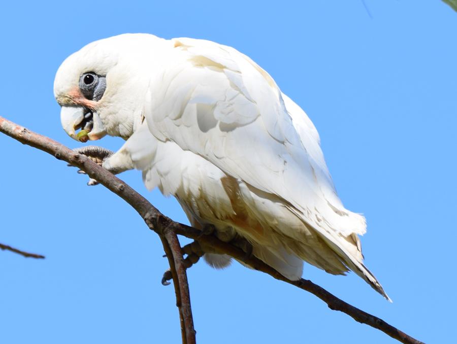 Corella-23.JPG