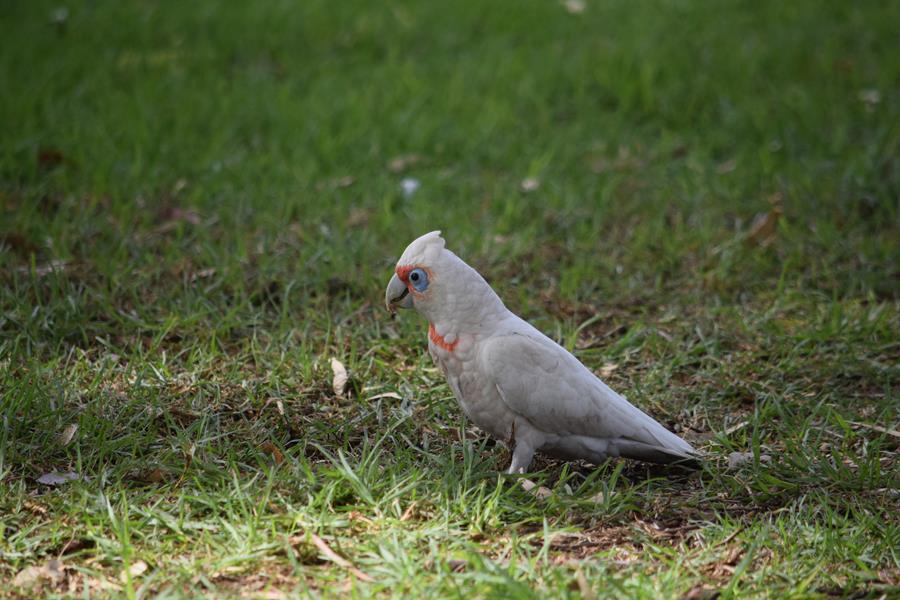 Corella-long-billed-Apr-2018-00192.JPG