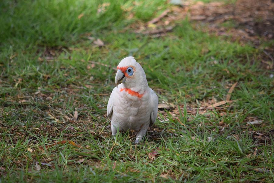 Corella-long-billed-Apr-2018-00202.JPG