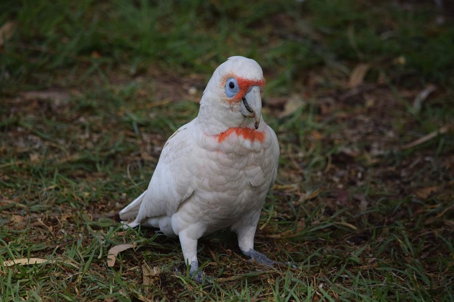 Corella-long-billed-Apr-2018-00232.JPG