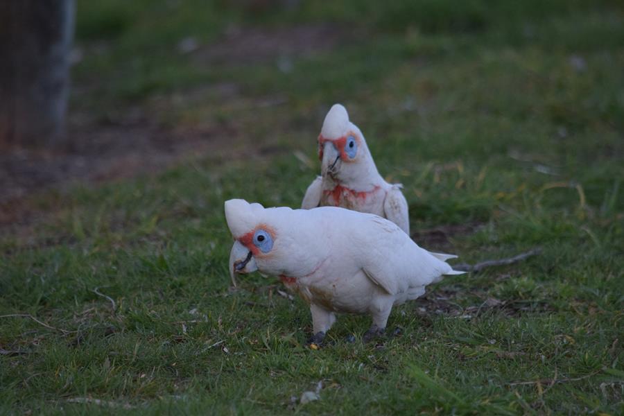 Corella-long-billed-Sep-2020-009.JPG