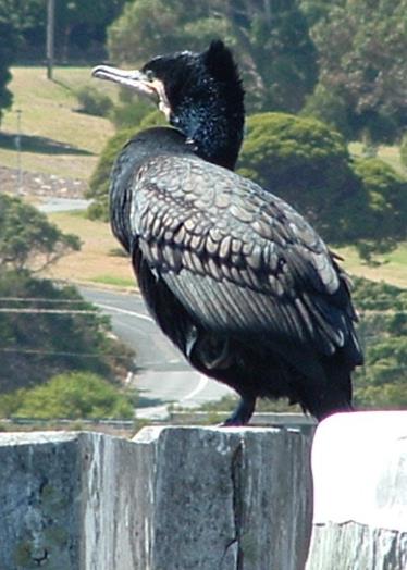 Cormorant-great-0001g.jpg