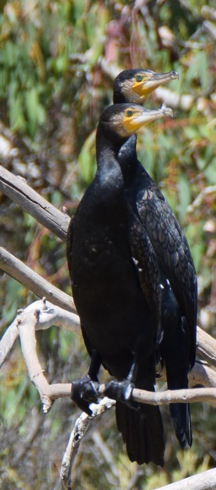 Cormorant-greatDSC_1007.JPG