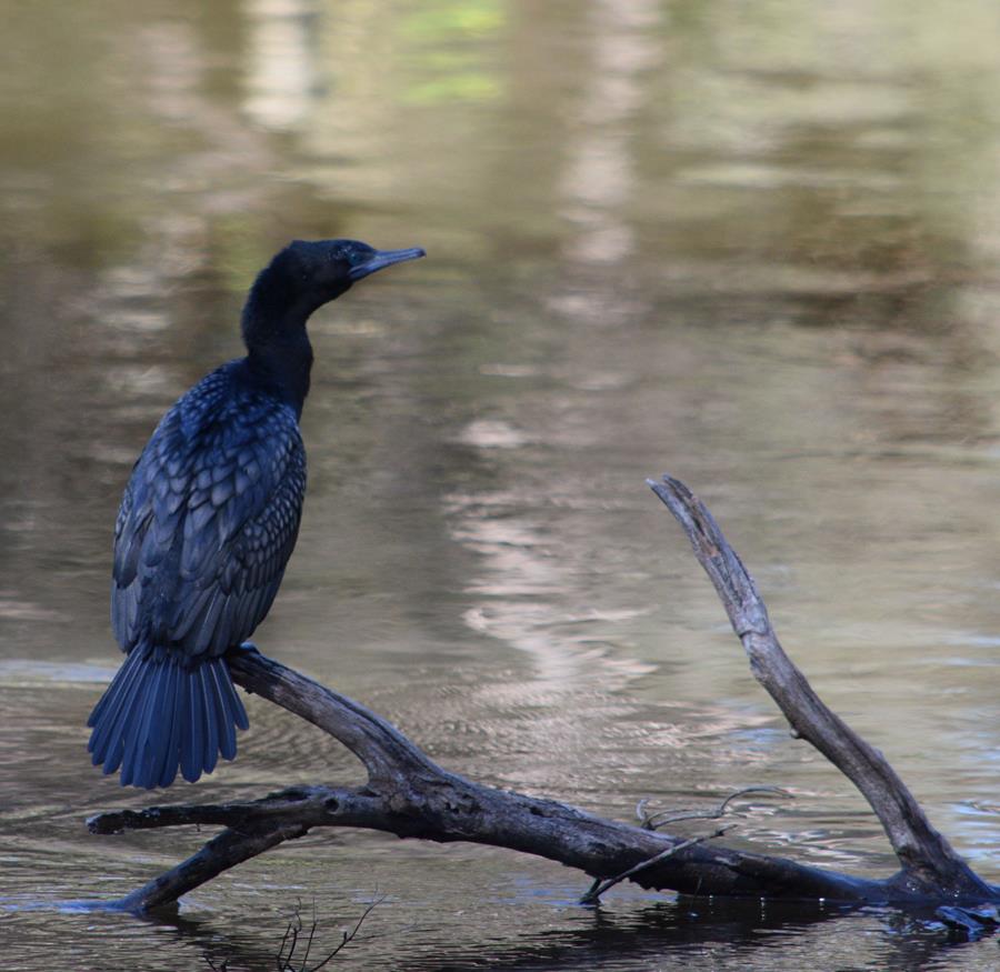 Cormorant-little-black-0003a.JPG