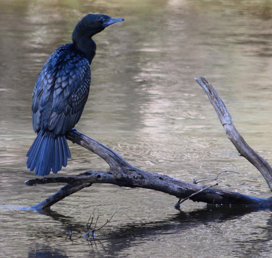 Cormorant-little-black-0004a.JPG