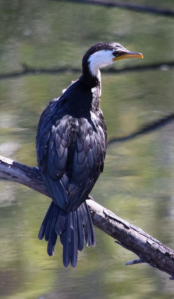 Cormorant-little-pied-0001d.JPG