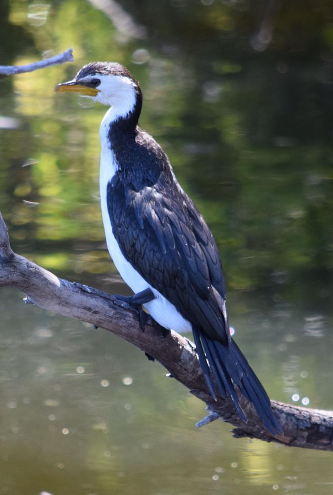 Cormorant-little-pied-0001e.JPG