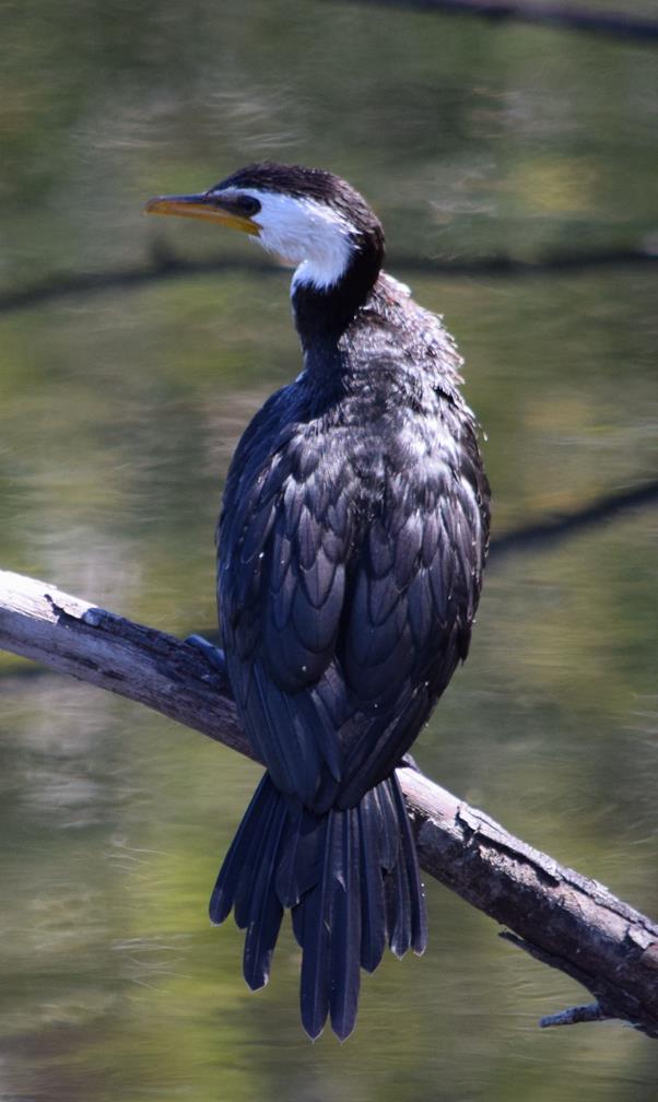 Cormorant-little-pied-0002d.JPG