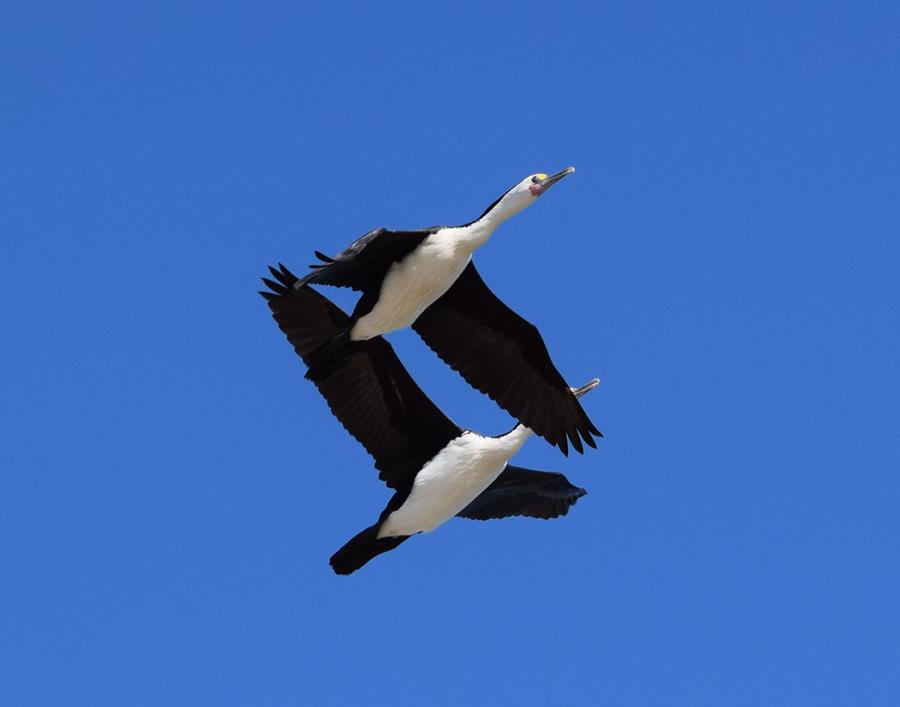 Cormorant-pied-0001.JPG