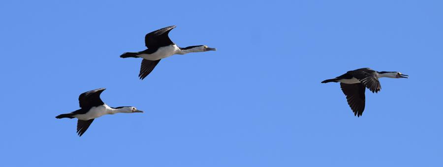 Cormorant-pied-0001b.JPG