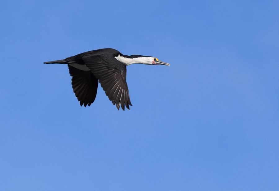 Cormorant-pied-0004k.JPG