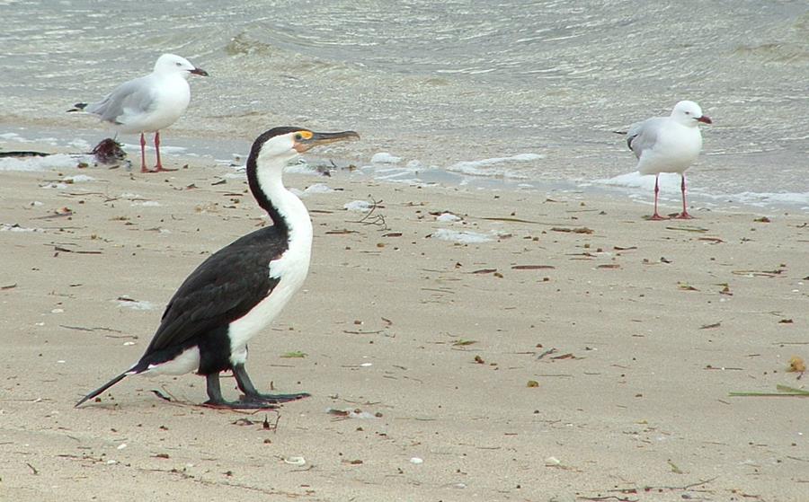 Cormorant-pied-0007k.jpg