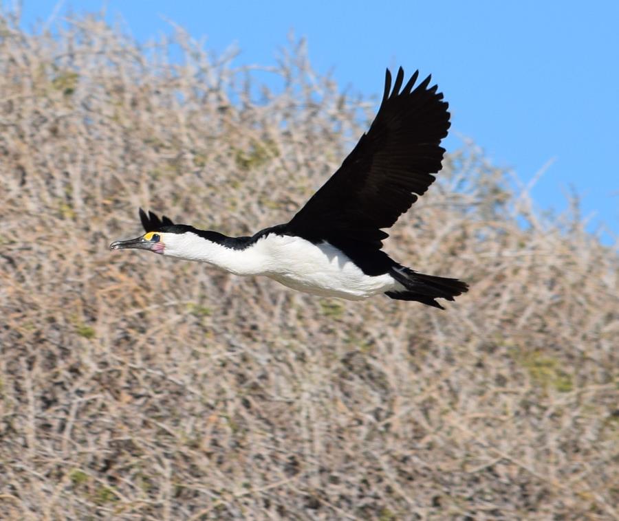 Cormorant-pied0001t.JPG