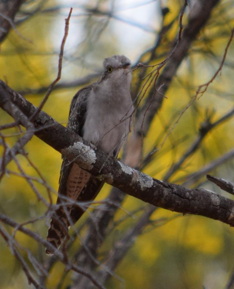 Cuckoo-palid2-Sep-2017-0002.JPG