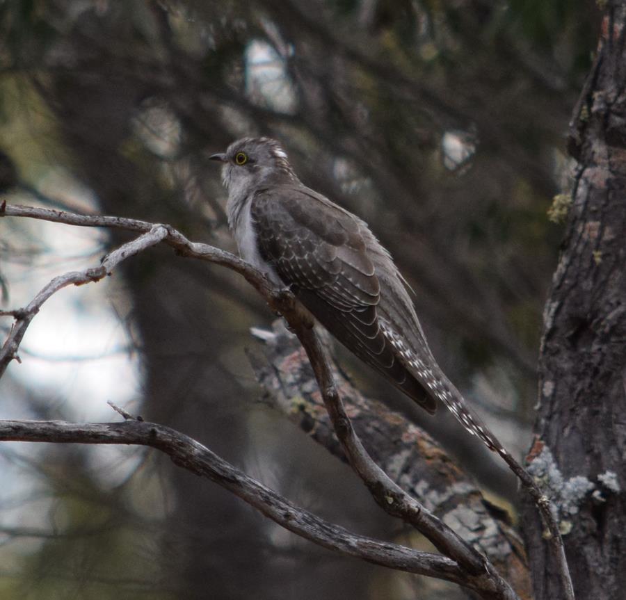 Cuckoo-palid2-Sep-2017-0005.JPG