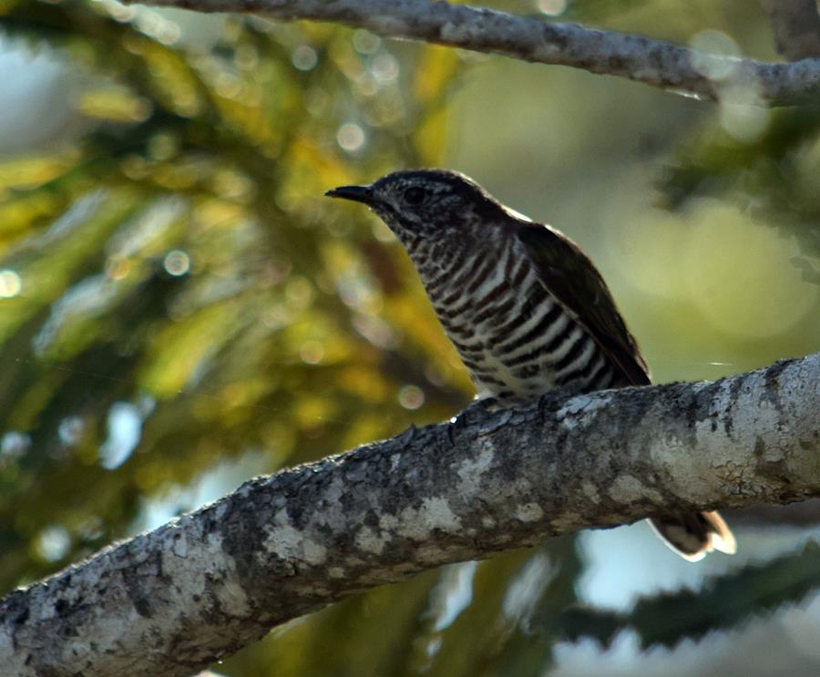 Cuckoo-shining-bronze-d-2017-0006.JPG