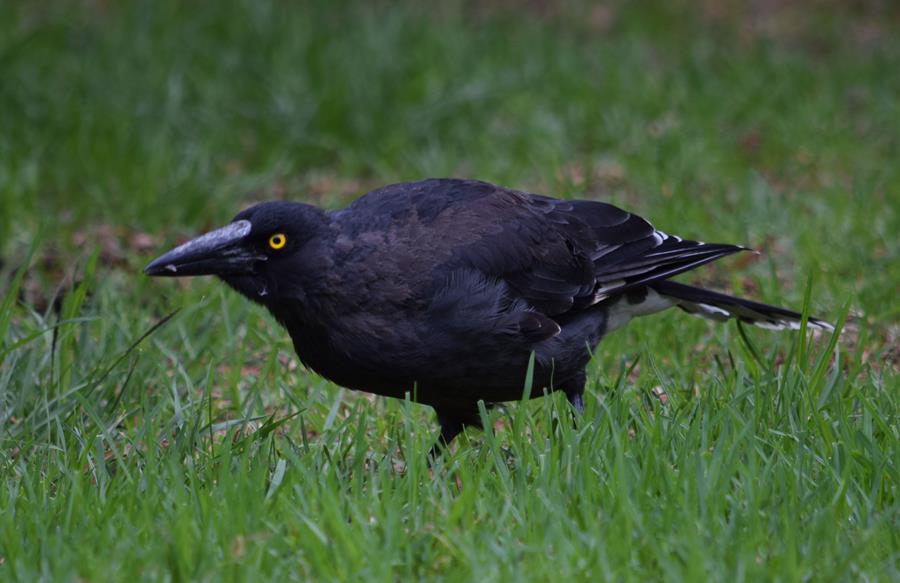 Currawong-0001e.JPG