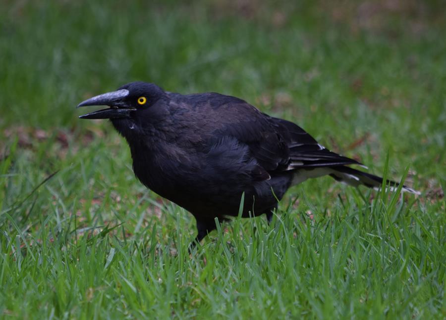 Currawong-0003e.JPG