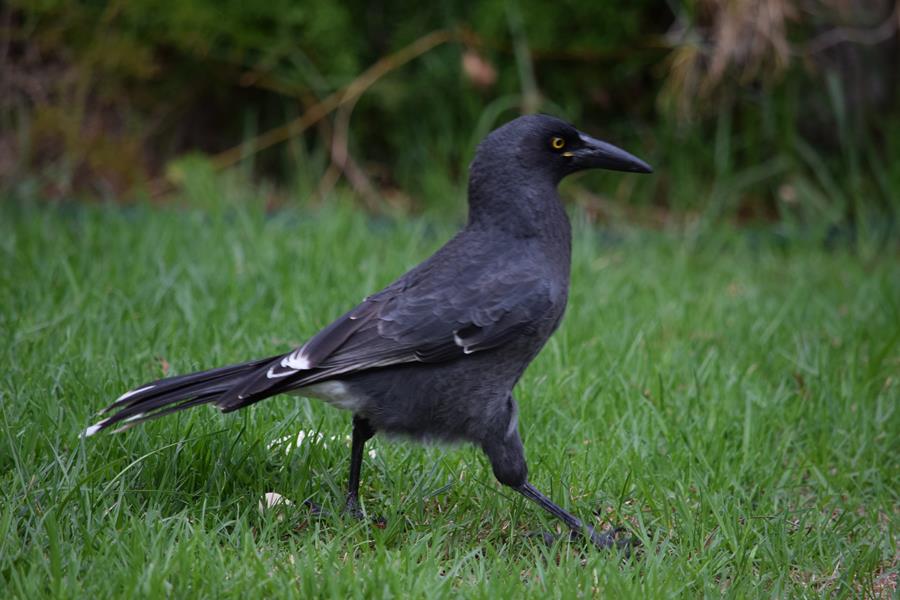 Currawong-0005e.JPG