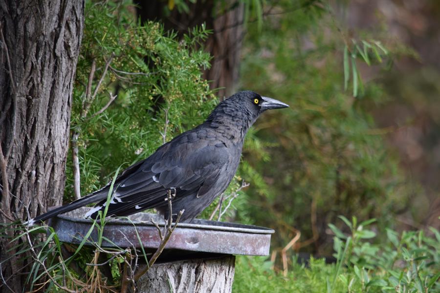 Currawong-0008e.JPG