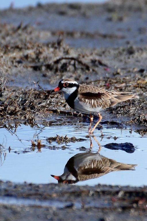 Dotterel-Black-Fronted-C-Paul-Coppins.JPG