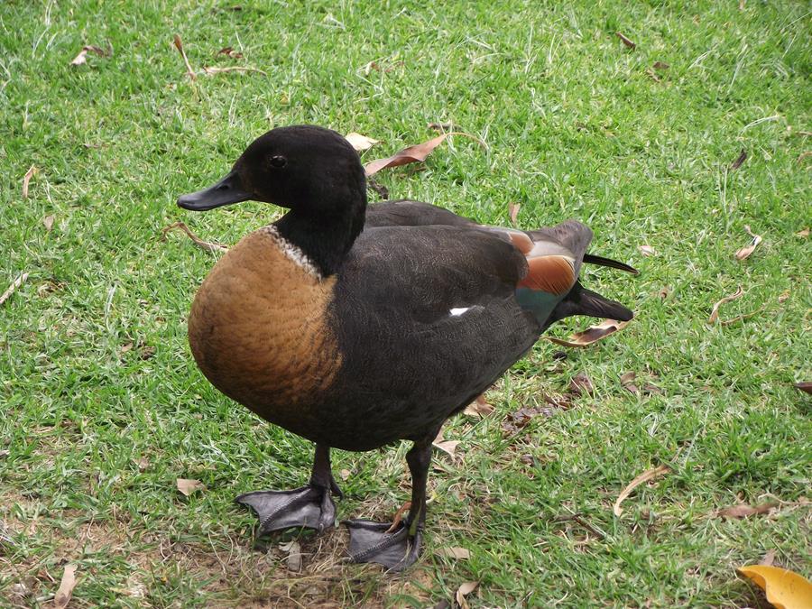 Duck-Australian-Shel-0002.JPG