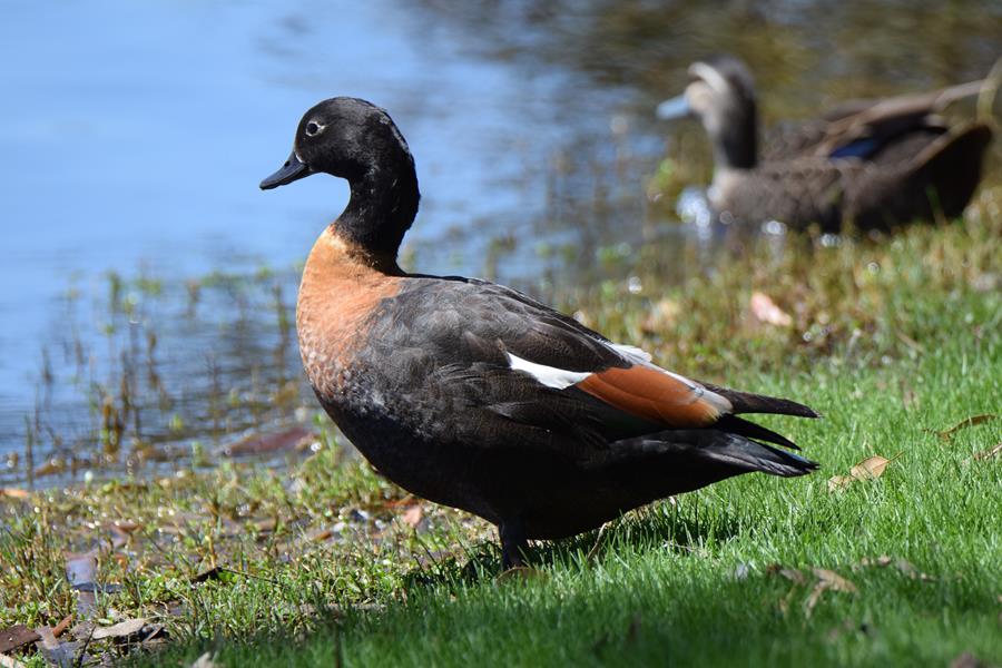 Duck-Australian-Shel.JPG