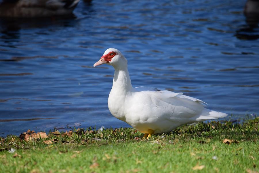 Duck-feral-0007.JPG