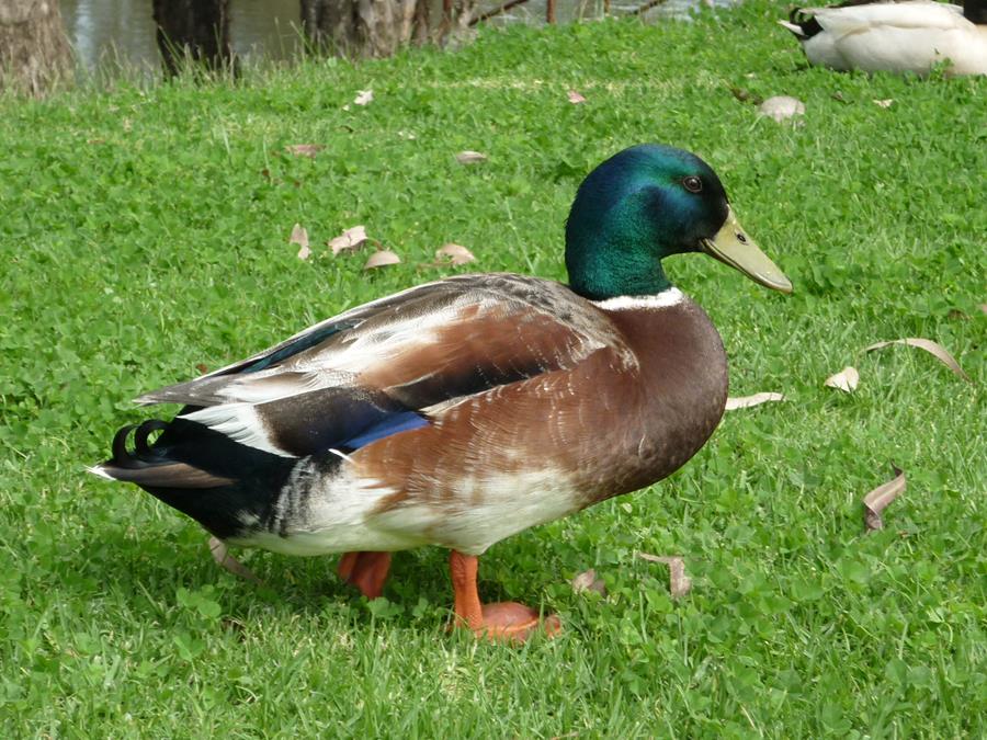 Duck-mallard-20004.JPG